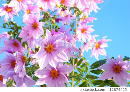 Emperor Dahlia in full bloom Emperor Dahlia in full bloom 12874425