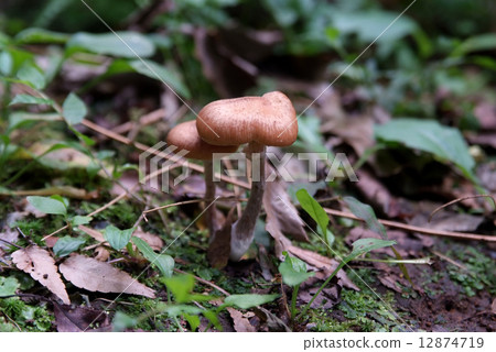 蘑菇長大的土地 12874719