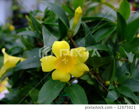Carolina Jasmine Flower 12875021