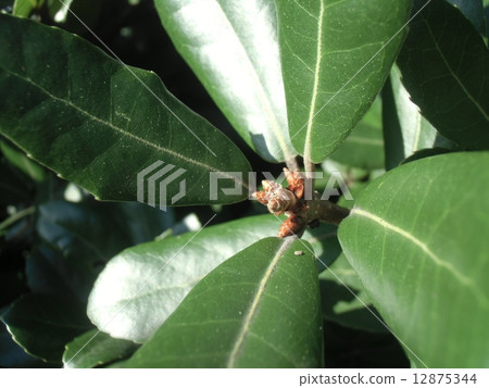 Pictures of acorn and leaf buds in the first year are Ubameagashi 12875344