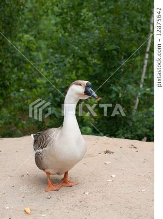 Goose on the beach 12875642