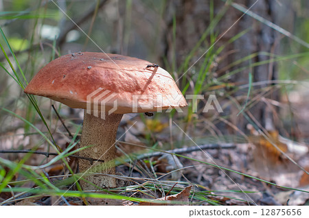 Mushroom and aspen 12875656