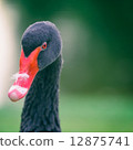 Frontal view of a black swan (Cygnus atratus) 12875741
