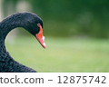 side view of a black swan (Cygnus atratus) 12875742