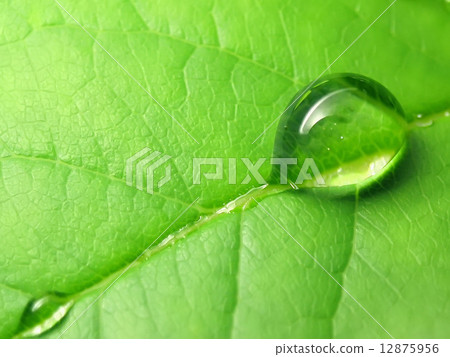 Rain drops on a green leaf Rain drops on a green leaf 12875956