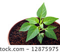 Green pepper sprout in the pot 12875975