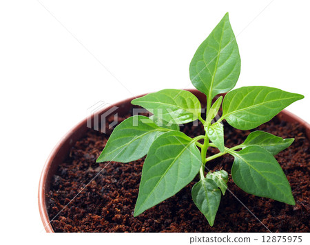 Green pepper sprout in the pot 12875975