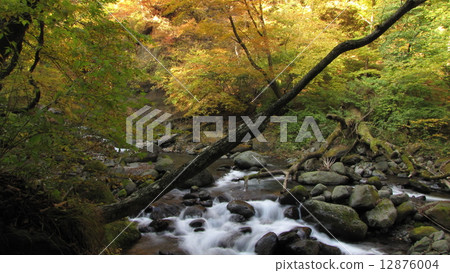 Nakhinzawa春天的春天 - AUTUM @ Takayama Nakhinzawa春天的春天 - AUTUM @ Takayama 12876004