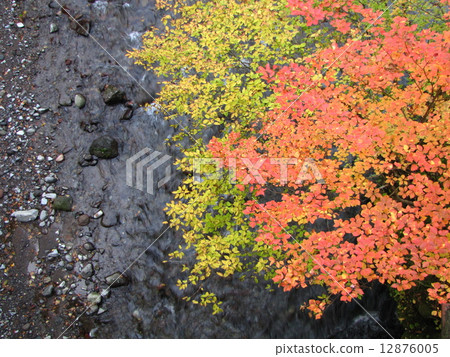 Nakhinzawa春天的春天 - AUTUM @ Takayama Nakhinzawa春天的春天 - AUTUM @ Takayama 12876005