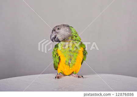 Parrot on a table Parrot on a table 12876886