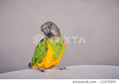 The parrot poses The parrot poses 12876905