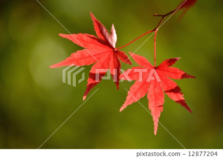 Close-up of autumn leaves in bright light 12877204