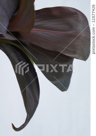 巧克力女王 12877426