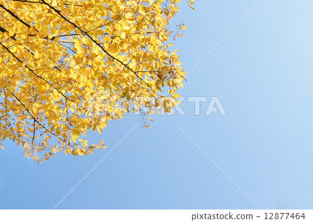 秋葉（黃色葉子）和藍天復制空間 12877464