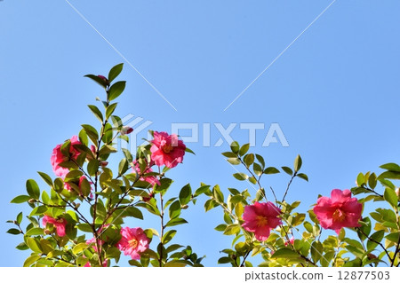 Late autumn Sasanqua and blue sky copy space 12877503