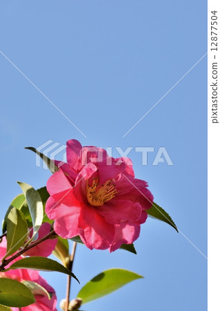 Late autumn Sasanqua and blue sky copy space 12877504