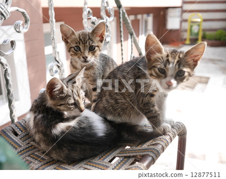 Cat in Istanbul, Turkey Cat in Istanbul, Turkey 12877511