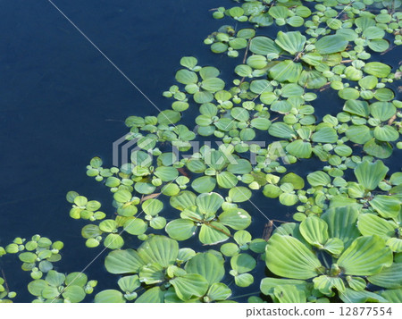 Water plants Water plants 12877554
