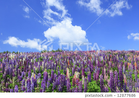 Lupinas in full bloom in Biei town Hokkaido 12877686