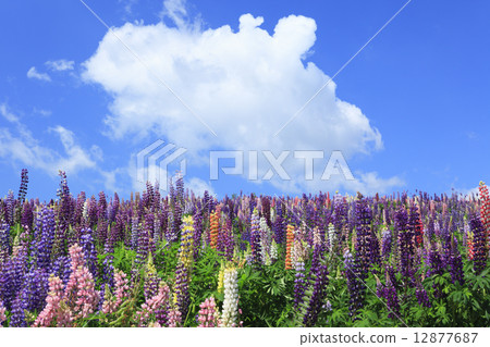 在北海道美瑛鎮盛開的羽扇豆 12877687