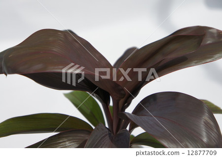 Chocolate Queen 12877709