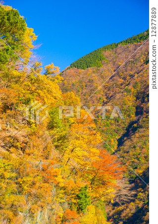 Autumn scenery Autumn scenery 12877889