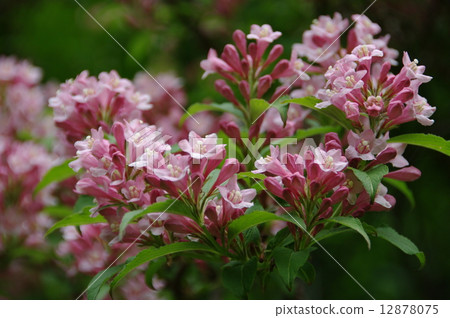 Weigela 12878075