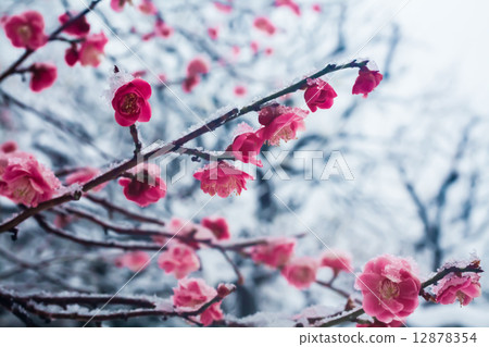開花在雪的李子開花 12878354