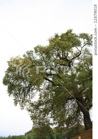 Autumn of the cherry blossoms at the Mizuka 12879019