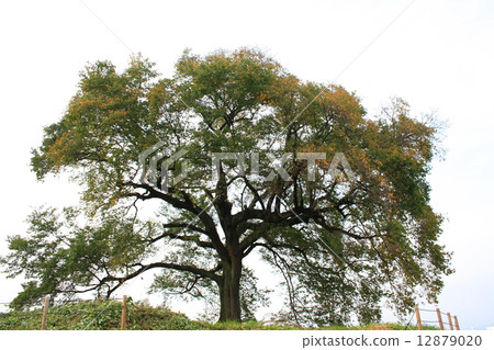 Autumn of the cherry blossoms at the Mizuka Autumn of the cherry blossoms at the Mizuka 12879020
