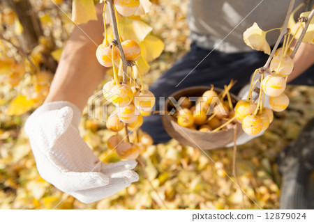 Ginkgo farmer 12879024