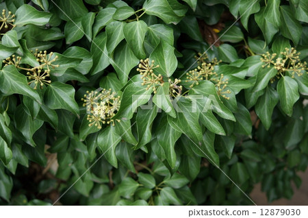 常春藤（Hedera rhombea） 12879030