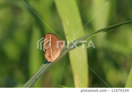 Ryukyu shrimp Ryukyu shrimp 12879104