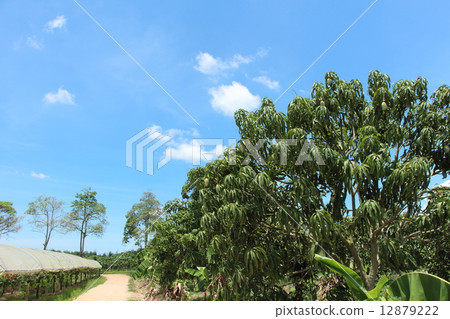 Mango tree on the plantation Mango tree on the plantation 12879222