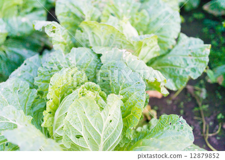 Vegetables in the field (pesticide-free cultivation) 12879852