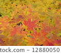 Autumn leaves 3 12880050
