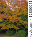 Autumn leaves 4 12880051