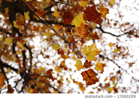 Autumn leaves of Orihime Park 12880289