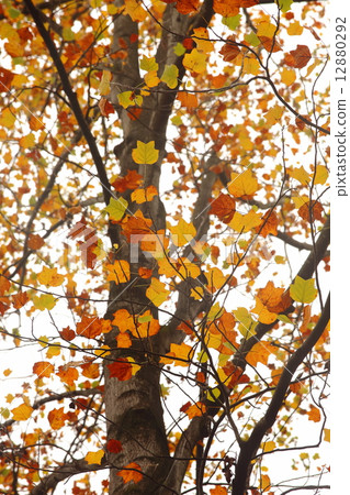 Orihime公園秋葉 12880292