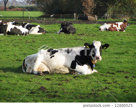 A curious dairy cow in her pasture Netherlands North Limburg A curious dairy cow in her pasture Netherlands North Limburg 12880525