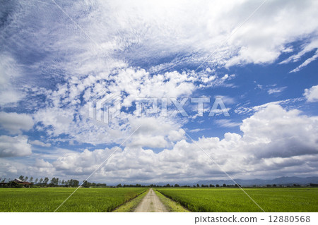 Rice paddy field Rice paddy field 12880568