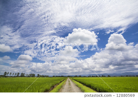 Rice paddy field Rice paddy field 12880569