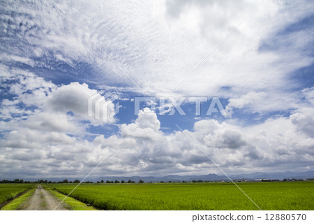 Rice paddy field Rice paddy field 12880570