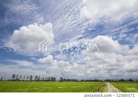 Rice paddy field Rice paddy field 12880571