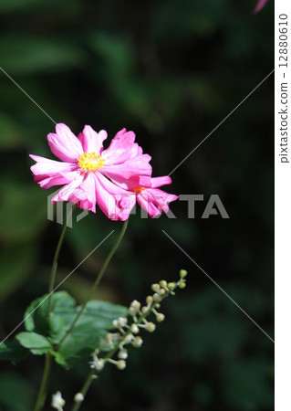 Shumayigiku 12880610