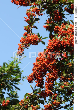 Himalaya Tokiwa Hawthorn Himalaya Tokiwa Hawthorn 12880668