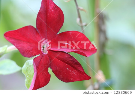 Nicotiana Nicotiana 12880669