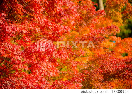 Autumn leaves Autumn leaves 12880904