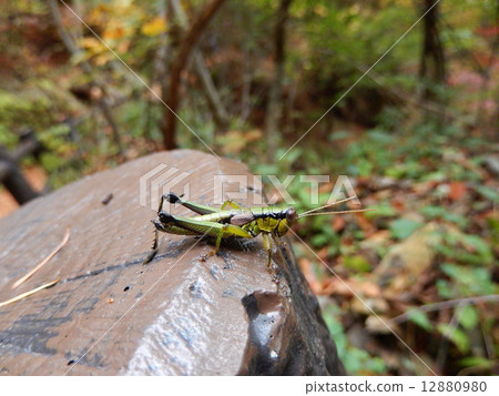 Fuki Bata Fuki Bata 12880980