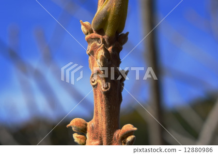 猴子臉onigurumi葉子踪影 猴子臉onigurumi葉子踪影 12880986